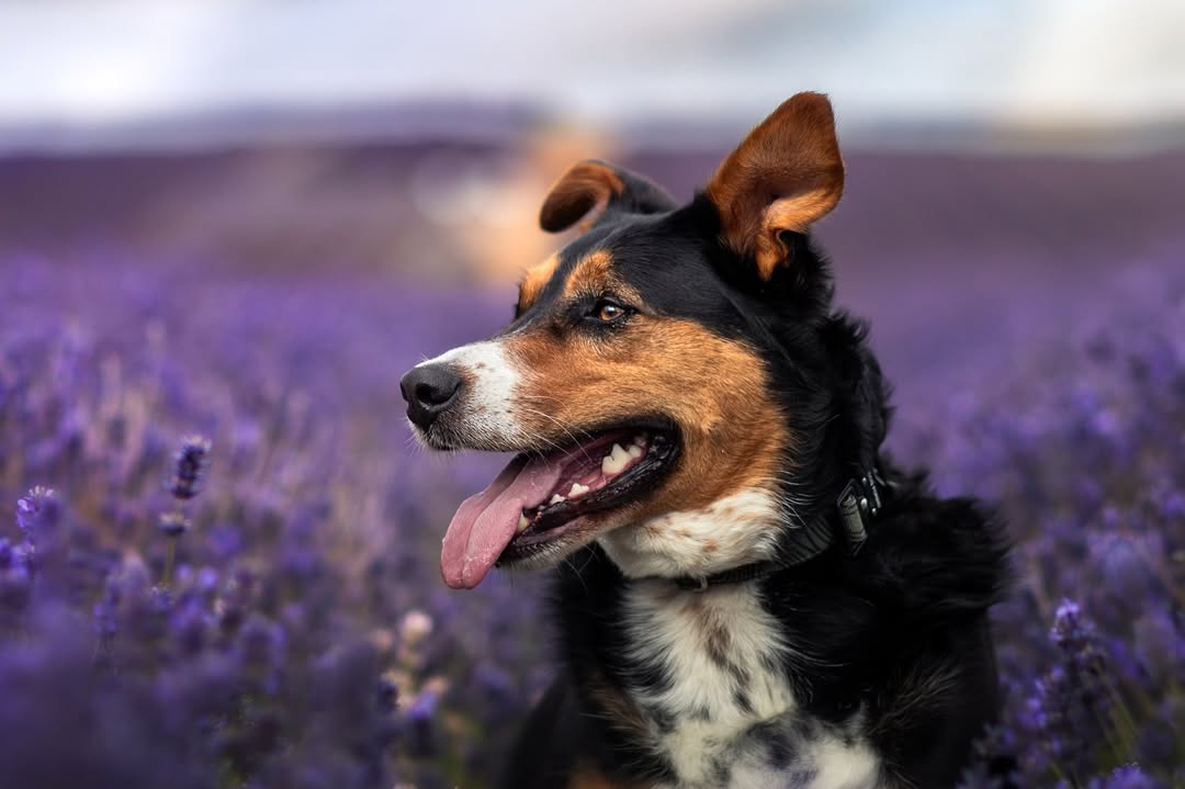 Roy the dog