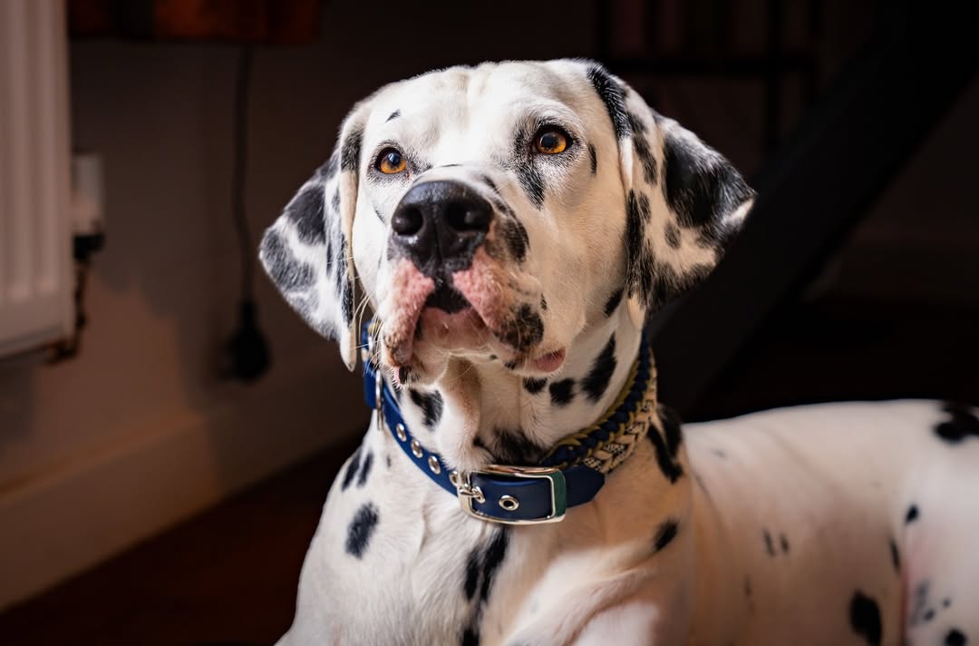 Troy the dog